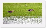 Mustapyrstokuirit Black-tailed Godwit * 2160 x 1177 * (2.68MB)